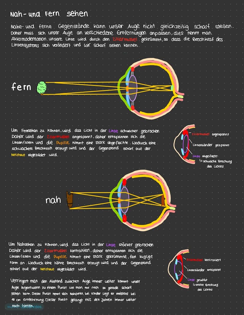 Ziyi ar körper
Hornhaut
Linse
Pupille.
Regenbogen -
haut
Augenkammern
DAS AUGE
Made with Goodnotes.
Glaskörper
Aufbau und Funktion
Aderhaut
