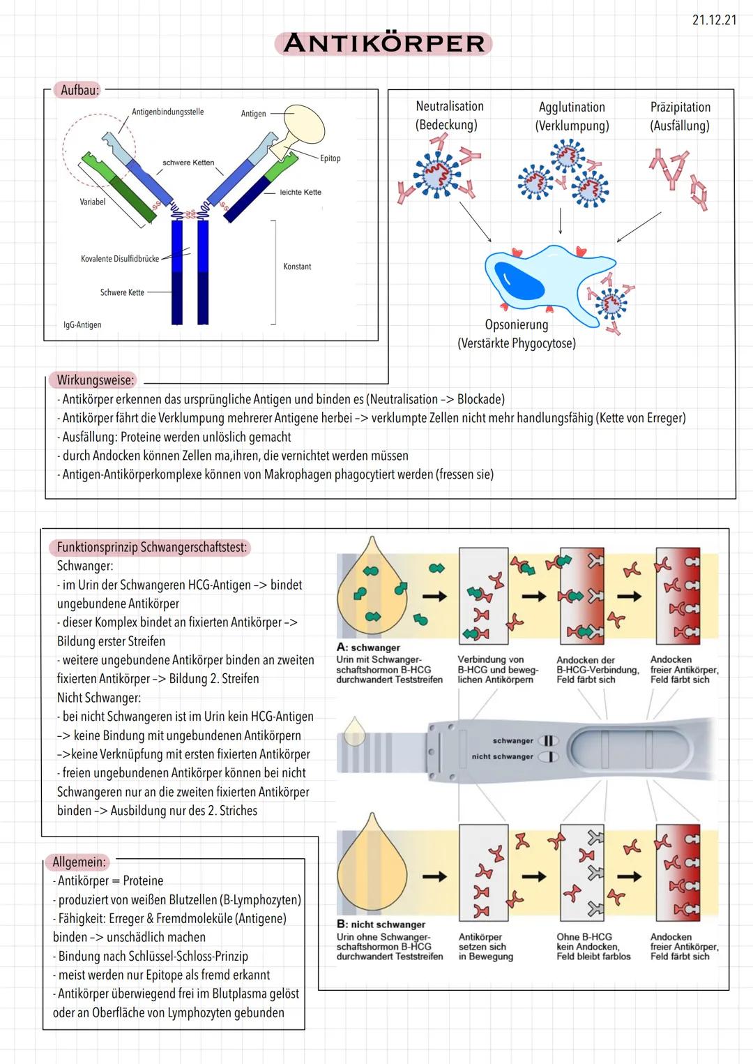 Aufbau:
Variabel
Antigenbindungsstelle
Kovalente Disulfidbrücke
Schwere Kette
IgG-Antigen
schwere Ketten
Antigen
ANTIKÖRPER
leichte Kette
Ko