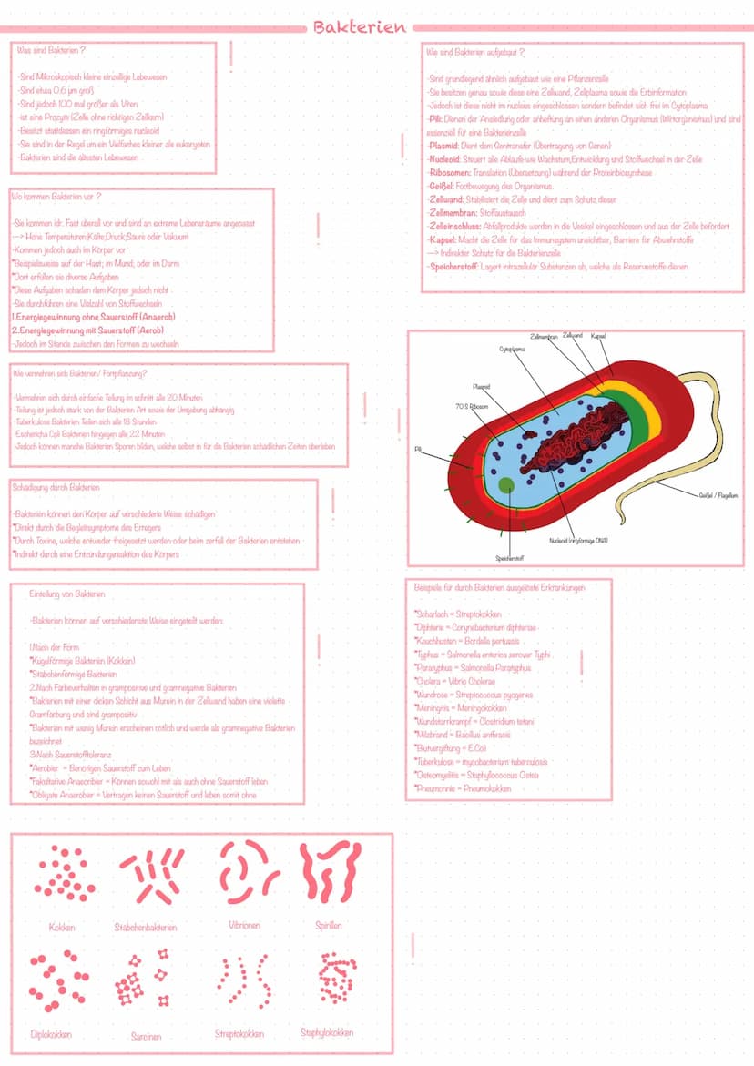 Bestandteile des Immunsystems
Zellen des Immunsystems
Die Vier Teilsysteme der Immunabwehr
-Immunsystem ist hochkomplex und besteht aus eine