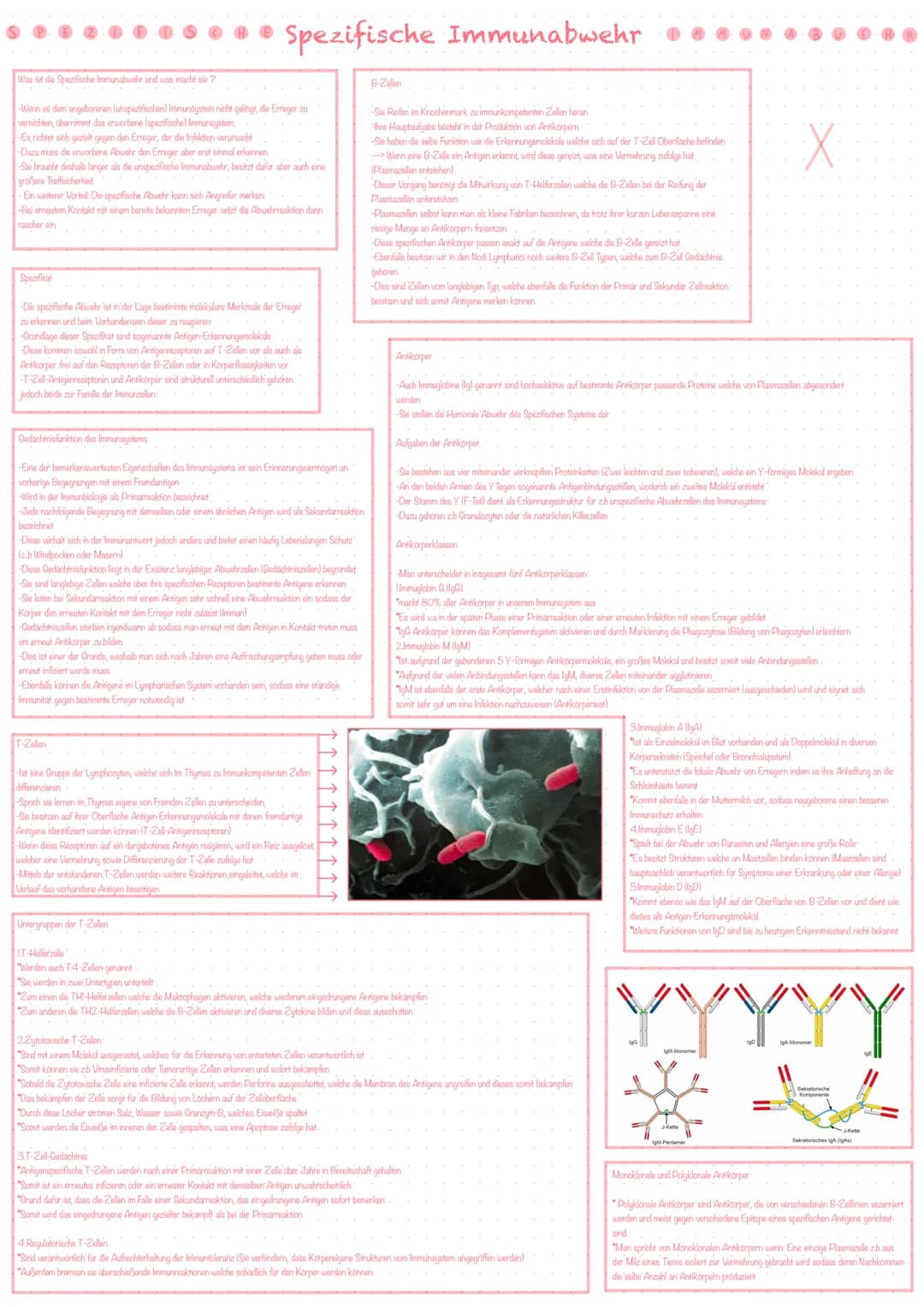 Bestandteile des Immunsystems
Zellen des Immunsystems
Die Vier Teilsysteme der Immunabwehr
-Immunsystem ist hochkomplex und besteht aus eine