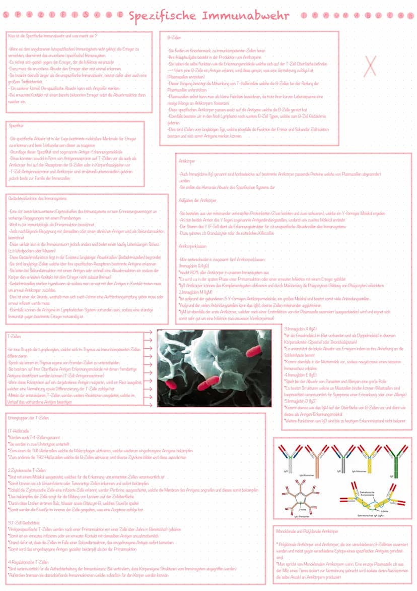 Bestandteile des Immunsystems
Zellen des Immunsystems
Die Vier Teilsysteme der Immunabwehr
-Immunsystem ist hochkomplex und besteht aus eine