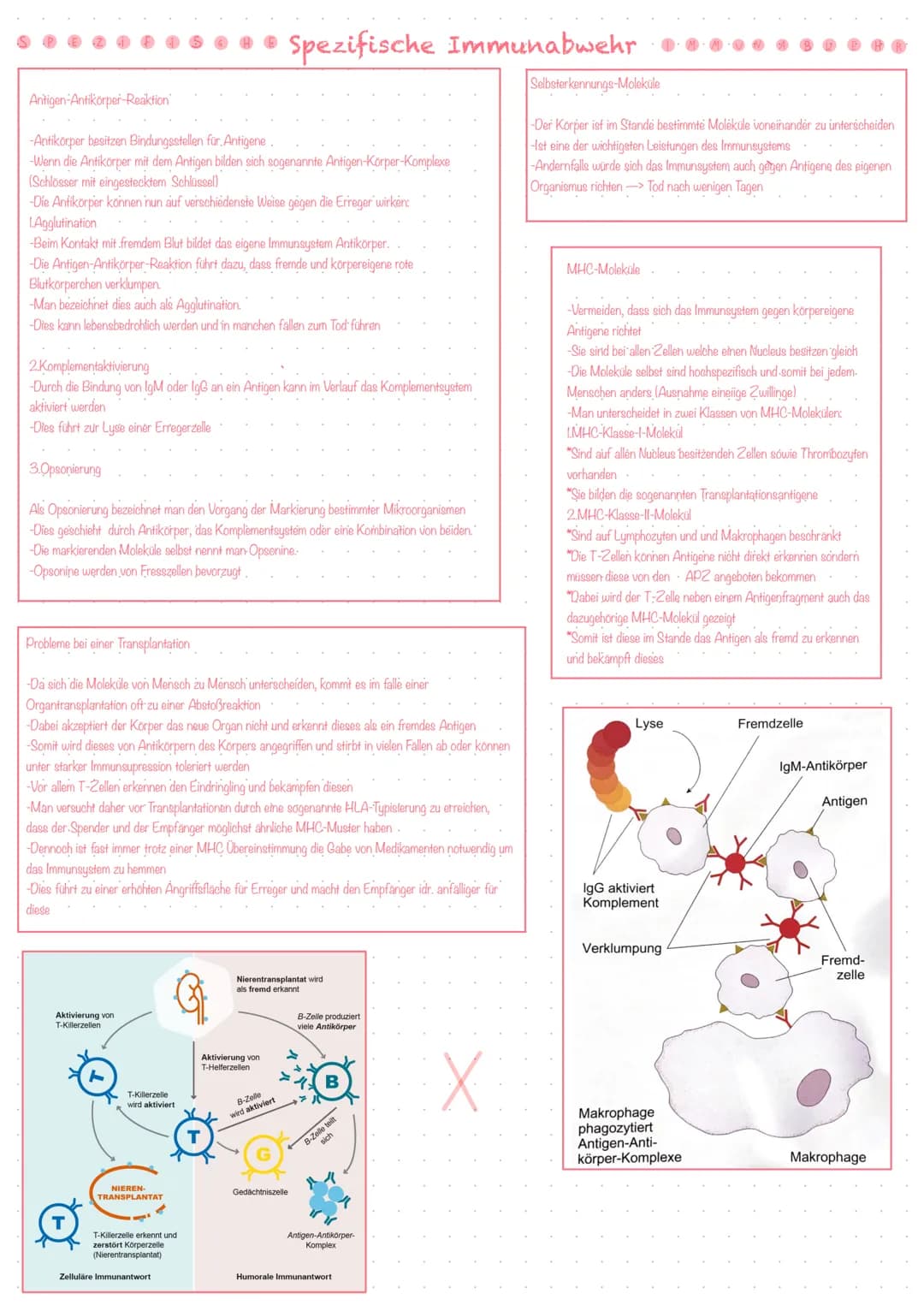 Bestandteile des Immunsystems
Zellen des Immunsystems
Die Vier Teilsysteme der Immunabwehr
-Immunsystem ist hochkomplex und besteht aus eine