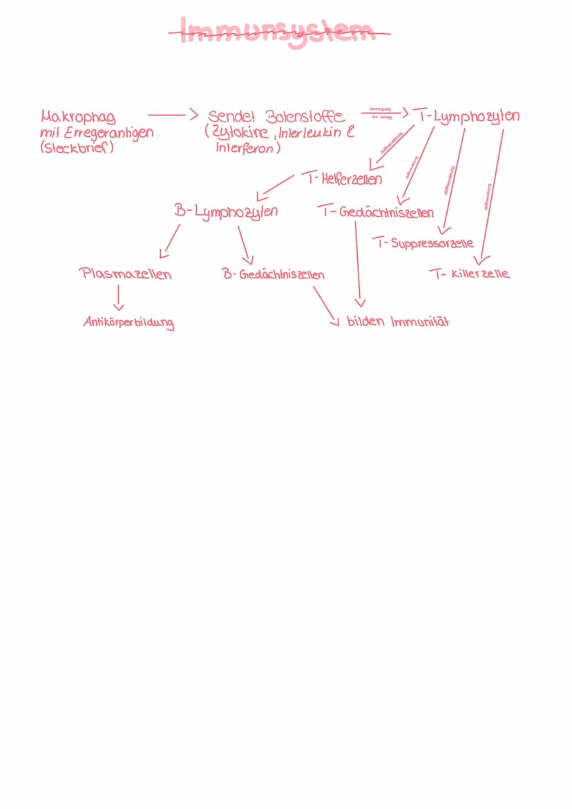 Bestandteile des Immunsystems
Zellen des Immunsystems
Die Vier Teilsysteme der Immunabwehr
-Immunsystem ist hochkomplex und besteht aus eine