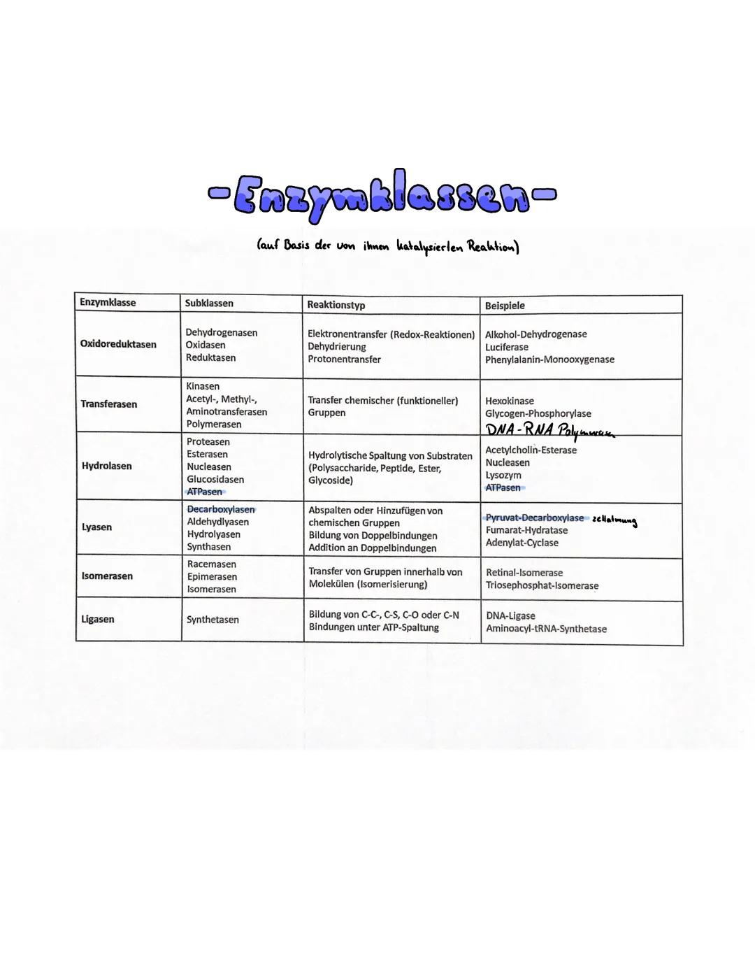 # -Enzymklassen-

(auf Basis der von ihnen katalysierten Reaktion)

| Enzymklasse | Subklassen | Reaktionstyp | Beispiele |
|---|---|---|---