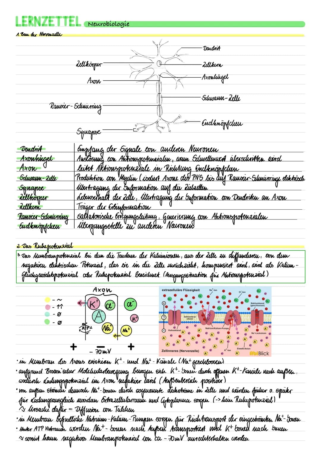 LERNZETTEL Neurobiologie
1. Bau der Nervenzelle
Dendrit
Axonhingel
Schuvaun-Zelle
Synapse
dellkörper
dellkern
Ramsier-Schmierring
Endknöpfch