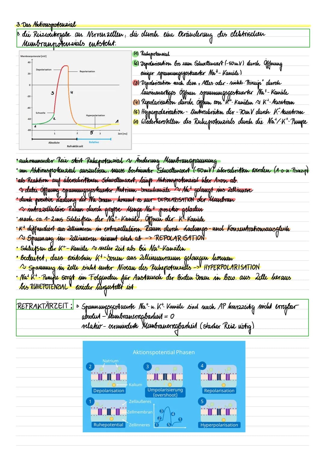 LERNZETTEL Neurobiologie
1. Bau der Nervenzelle
Dendrit
Axonhingel
Schuvaun-Zelle
Synapse
dellkörper
dellkern
Ramsier-Schmierring
Endknöpfch