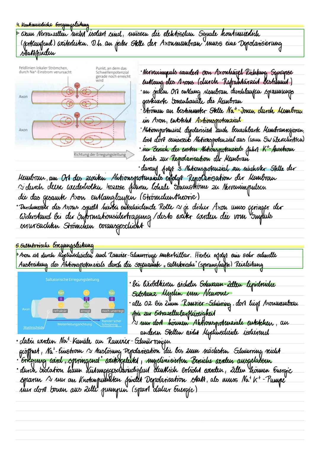 LERNZETTEL Neurobiologie
1. Bau der Nervenzelle
Dendrit
Axonhingel
Schuvaun-Zelle
Synapse
dellkörper
dellkern
Ramsier-Schmierring
Endknöpfch