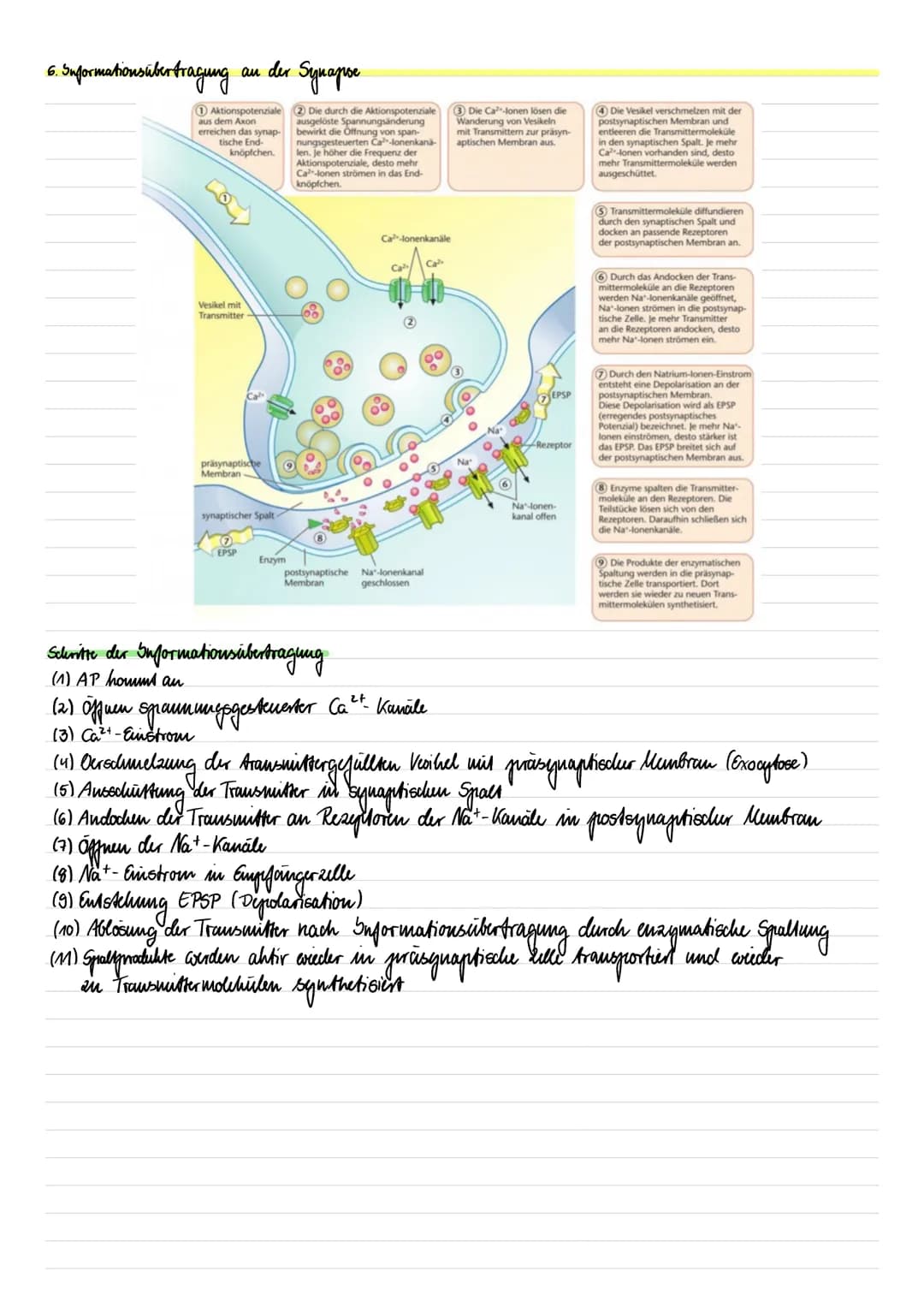 LERNZETTEL Neurobiologie
1. Bau der Nervenzelle
Dendrit
Axonhingel
Schuvaun-Zelle
Synapse
dellkörper
dellkern
Ramsier-Schmierring
Endknöpfch