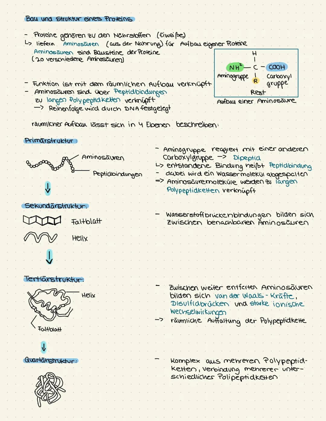 Bau und Struktur eines Proteins
Proteine gehören zu den Nährstoffen (Eiweiße)
L> liefern
Aminosäuren (aus der Nahrung) für Aufbau eigener Pr