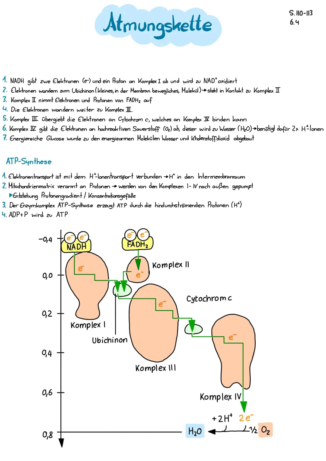 H*
Intermembranraum
H*
ing
AM
ood
e e
NADH
H*
Komplex
H+
H*
bo
Mitochondrienmatrix
Elektronentransport
Protonentransport
H*
Elektronen trans