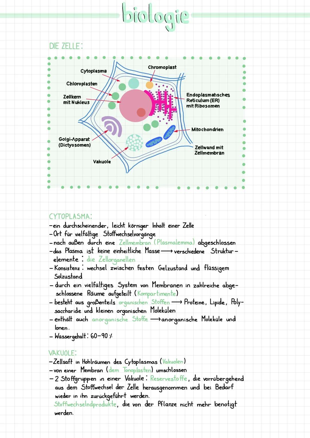 DIE ZELLE:
··
●
●
●
●
●
●
●
●
●
●
●
●
●
●
●
●
Cytoplasma
Chloroplasten
Zellkern
mit Nukleus
Golgi-Apparat
(Dictyosomen)
Vakuole
biologie
Chr