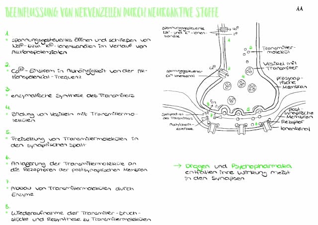 Know Beeinflussung von Nervenzellen durch neuroaktive Stoffe  thumbnail