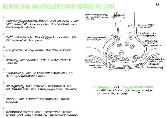 Know Beeinflussung von Nervenzellen durch neuroaktive Stoffe  thumbnail