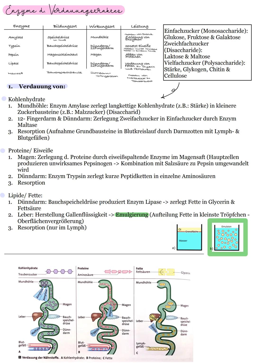 # Verdauung

Organe, Enzyme & Ernährung

Klasse 11 Enthalten in...

Beispiele

Funktion im Körper

Folgen einer Unter-
versorgung

Vitamine
