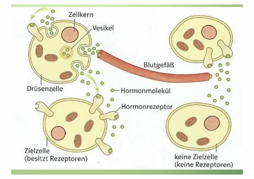 1.Hormone
1.1. Definition
-chemische Signal- und Botenstoffe
-übermitteln Informationen und
regeln wichtige Vorgänge
1.2.Klassifizierung
-Un