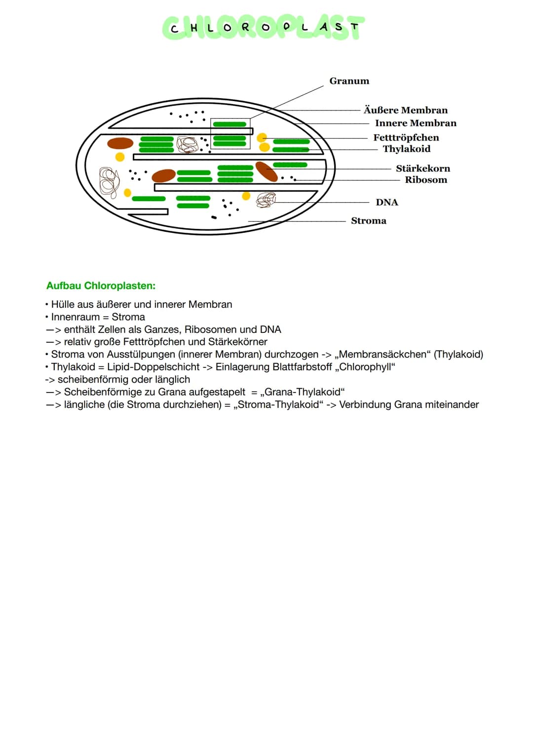 ROPLAST
●
CHLORO
Granum
Äußere Membran
Innere Membran
Fetttröpfchen
Thylakoid
Stärkekorn
Ribosom
DNA
Stroma
Aufbau Chloroplasten:
Hülle aus 