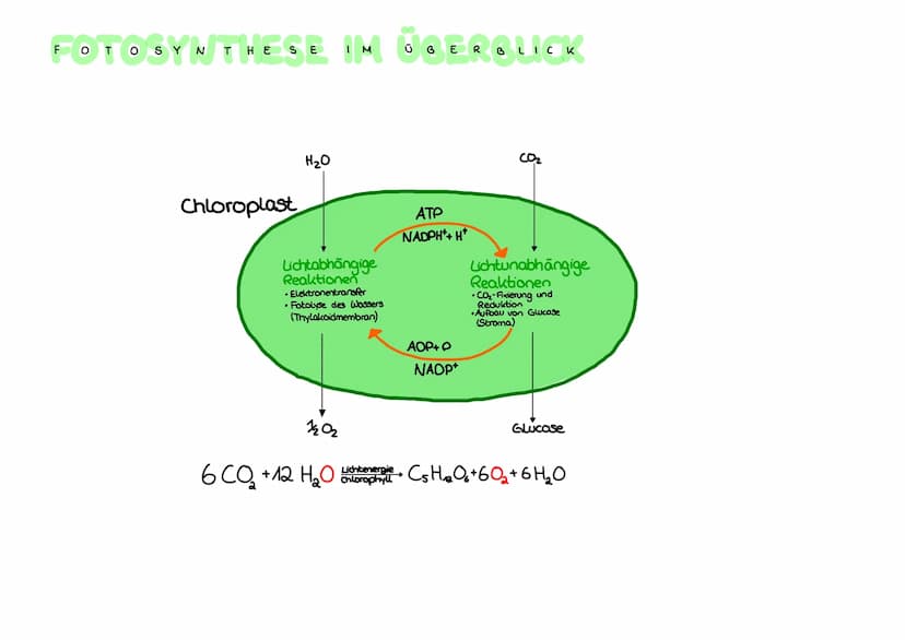 ROPLAST
●
CHLORO
Granum
Äußere Membran
Innere Membran
Fetttröpfchen
Thylakoid
Stärkekorn
Ribosom
DNA
Stroma
Aufbau Chloroplasten:
Hülle aus 