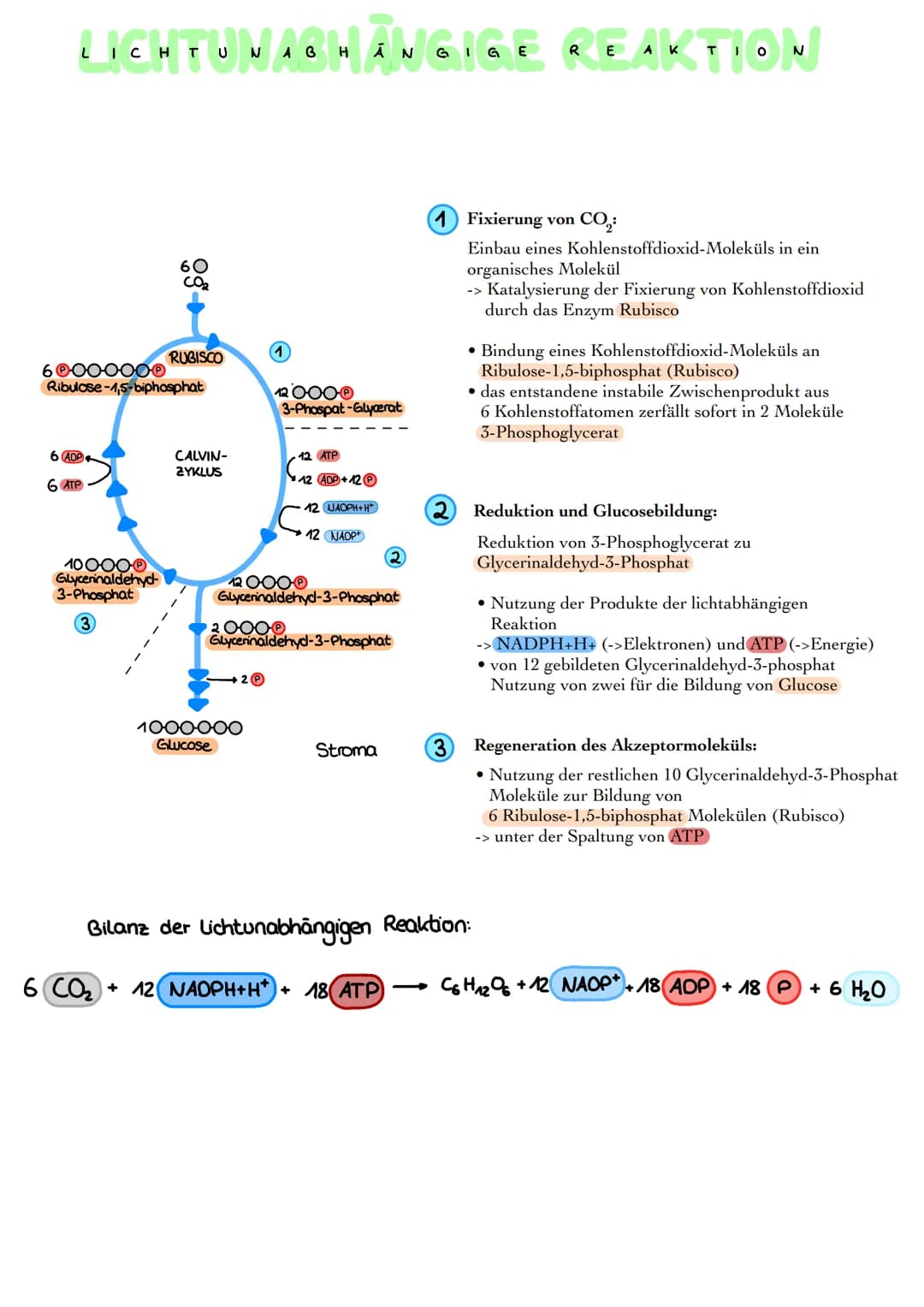 ROPLAST
●
CHLORO
Granum
Äußere Membran
Innere Membran
Fetttröpfchen
Thylakoid
Stärkekorn
Ribosom
DNA
Stroma
Aufbau Chloroplasten:
Hülle aus 