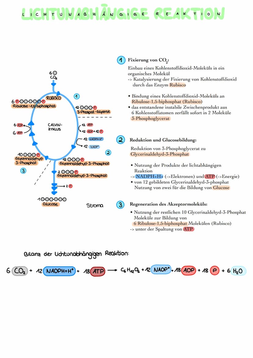 ROPLAST
●
CHLORO
Granum
Äußere Membran
Innere Membran
Fetttröpfchen
Thylakoid
Stärkekorn
Ribosom
DNA
Stroma
Aufbau Chloroplasten:
Hülle aus 