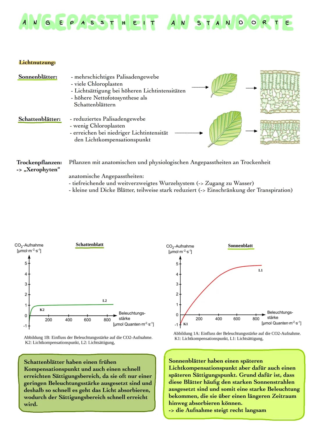ROPLAST
●
CHLORO
Granum
Äußere Membran
Innere Membran
Fetttröpfchen
Thylakoid
Stärkekorn
Ribosom
DNA
Stroma
Aufbau Chloroplasten:
Hülle aus 