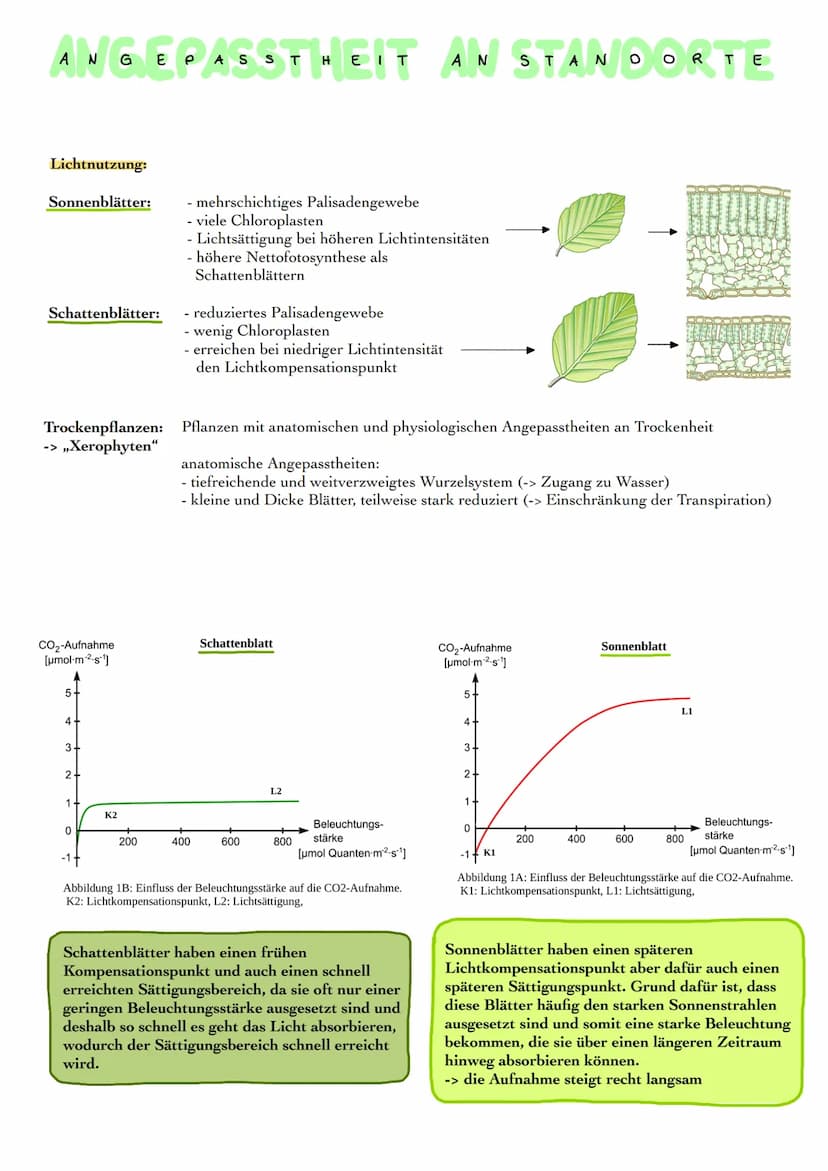 ROPLAST
●
CHLORO
Granum
Äußere Membran
Innere Membran
Fetttröpfchen
Thylakoid
Stärkekorn
Ribosom
DNA
Stroma
Aufbau Chloroplasten:
Hülle aus 
