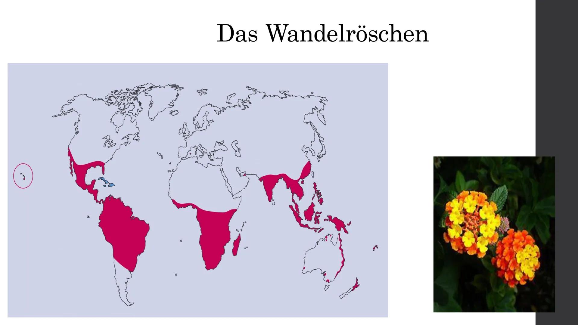 Wie es tatsächlich aussieht
38 (2%)
354 (17%)
Pilze
Wirbellose
Wirbeltiere 100 (5%)
Pflanzen
1611 (76%)
2103
13 (16%)
(25%)
(59%)
Pilze
Wirb