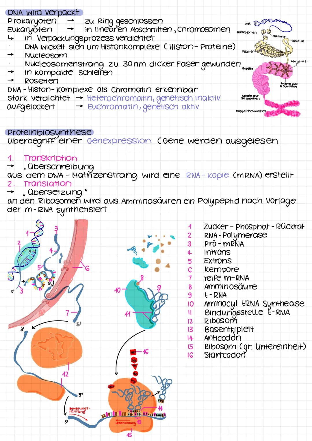 DNA
Desoxyribonukleinsäure
Desoxyribose/
Phosphat
DVD I
Adenin
Thymin
Guanin
-Cytosin
RNA-DNA
Eigenschaft
zucker
2. C-Atom
Pyrimidinbase
str