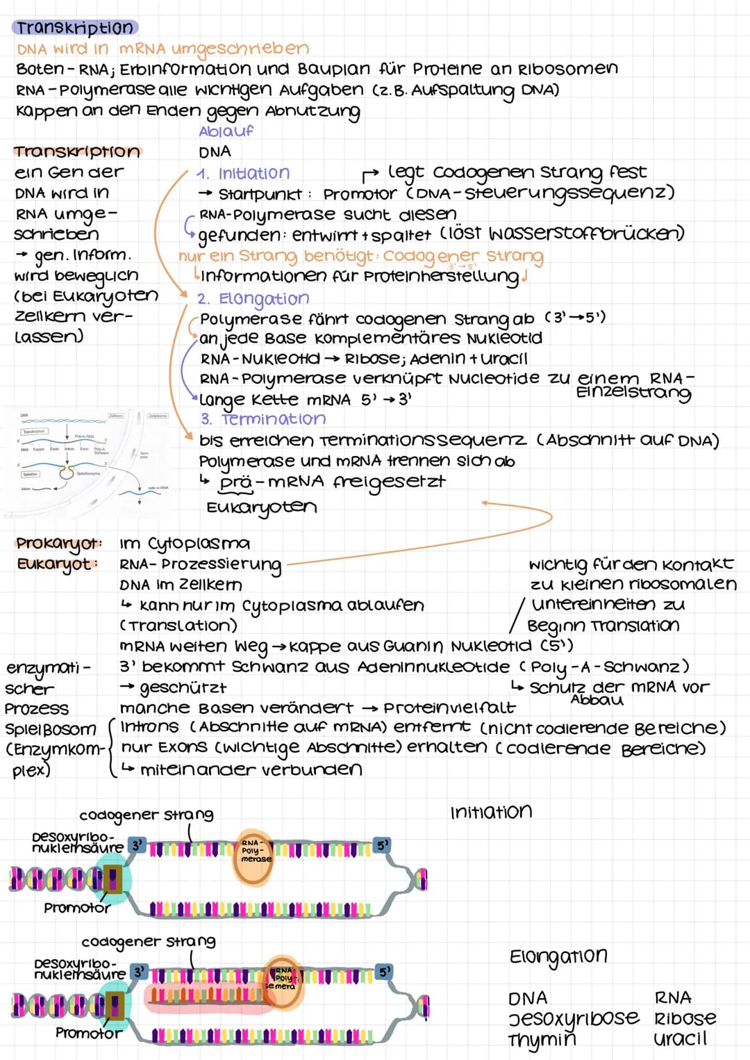 DNA
Desoxyribonukleinsäure
Desoxyribose/
Phosphat
DVD I
Adenin
Thymin
Guanin
-Cytosin
RNA-DNA
Eigenschaft
zucker
2. C-Atom
Pyrimidinbase
str