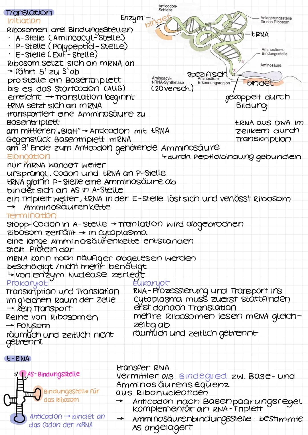 DNA
Desoxyribonukleinsäure
Desoxyribose/
Phosphat
DVD I
Adenin
Thymin
Guanin
-Cytosin
RNA-DNA
Eigenschaft
zucker
2. C-Atom
Pyrimidinbase
str