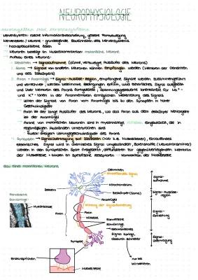 Know Neurobiologie Abitur thumbnail