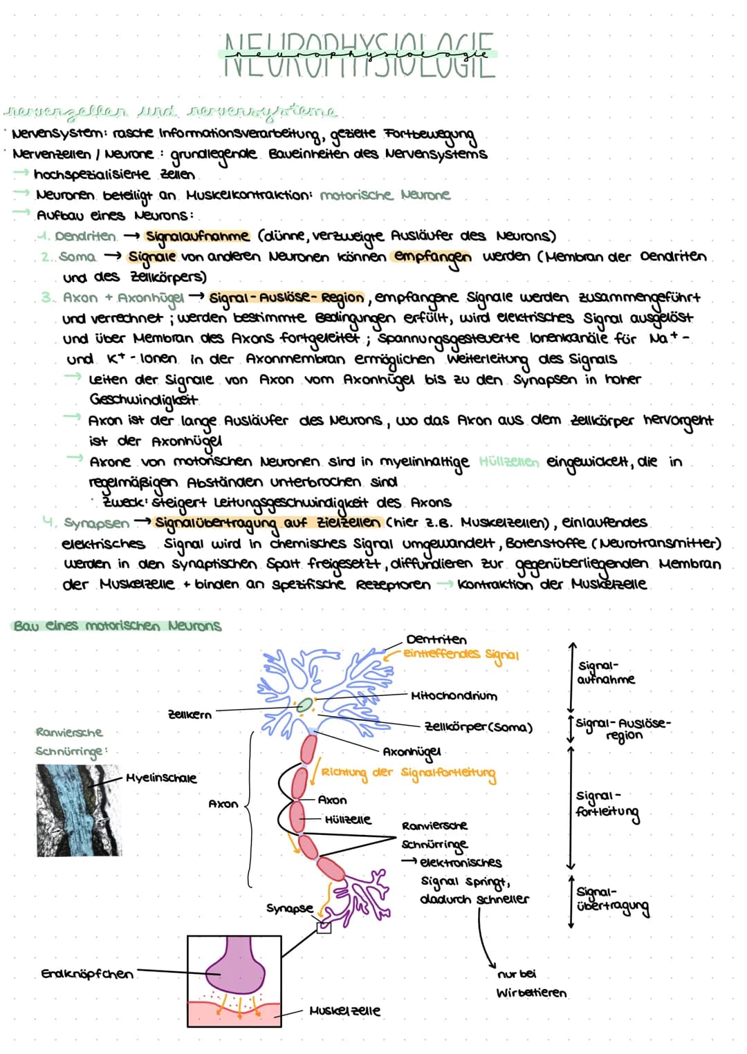 revvergeller und reversysteme
Nervensystem: rasche Informationsverarbeitung, gezielte Fortbewegung
Nervenzellen / Neurone: grundlegende Baue