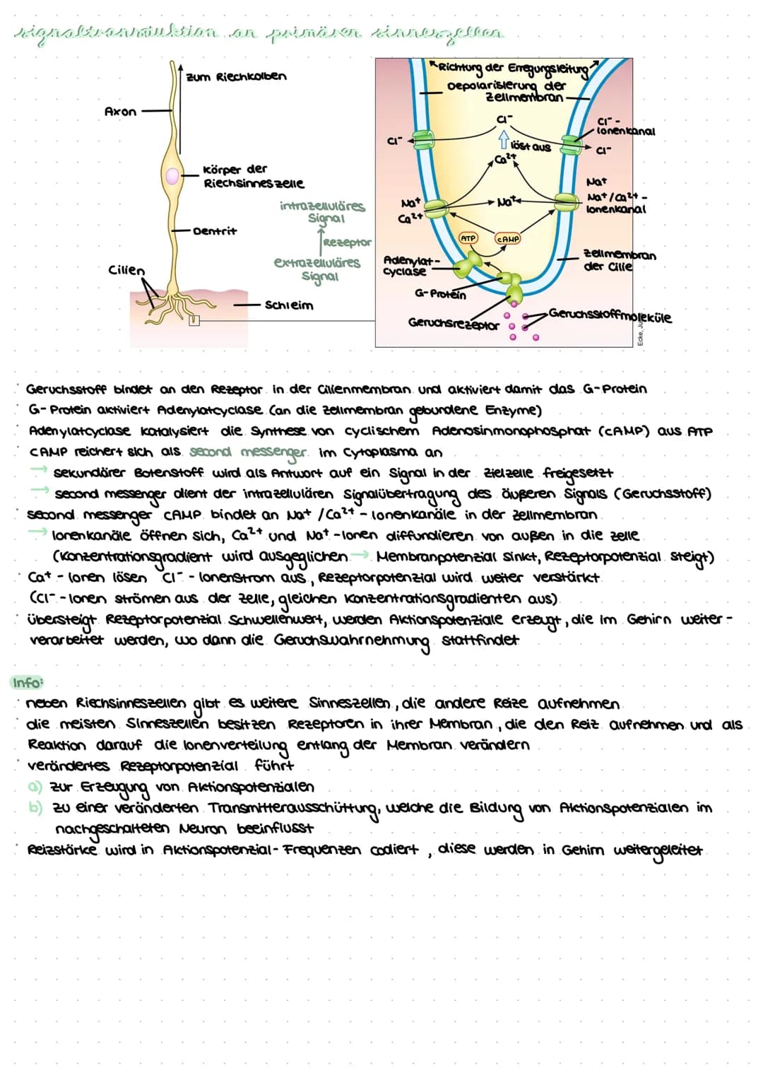 revvergeller und reversysteme
Nervensystem: rasche Informationsverarbeitung, gezielte Fortbewegung
Nervenzellen / Neurone: grundlegende Baue