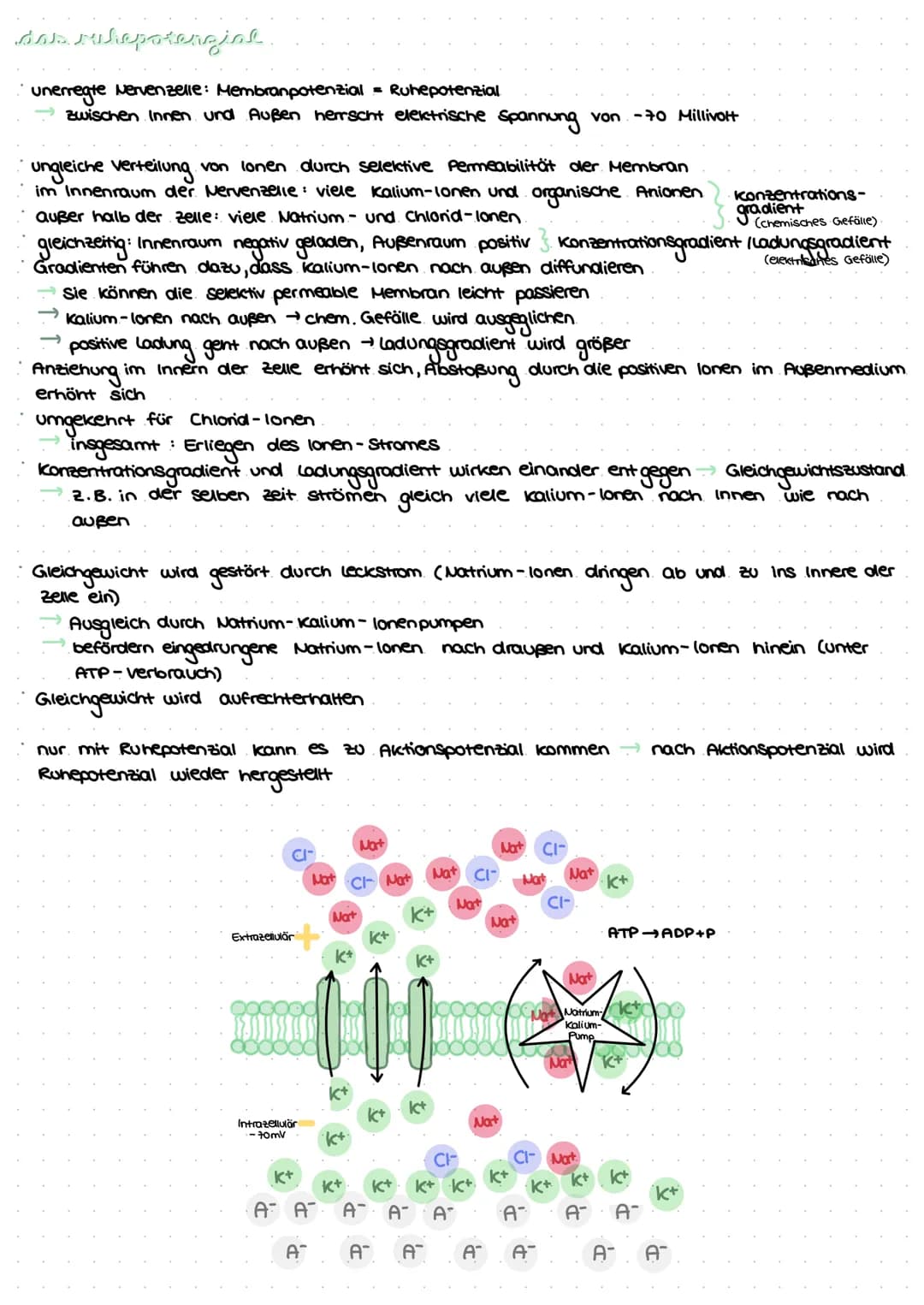 revvergeller und reversysteme
Nervensystem: rasche Informationsverarbeitung, gezielte Fortbewegung
Nervenzellen / Neurone: grundlegende Baue