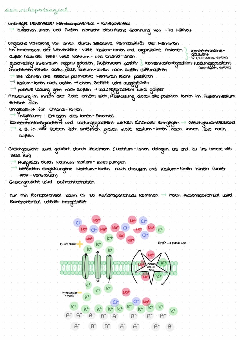 revvergeller und reversysteme
Nervensystem: rasche Informationsverarbeitung, gezielte Fortbewegung
Nervenzellen / Neurone: grundlegende Baue