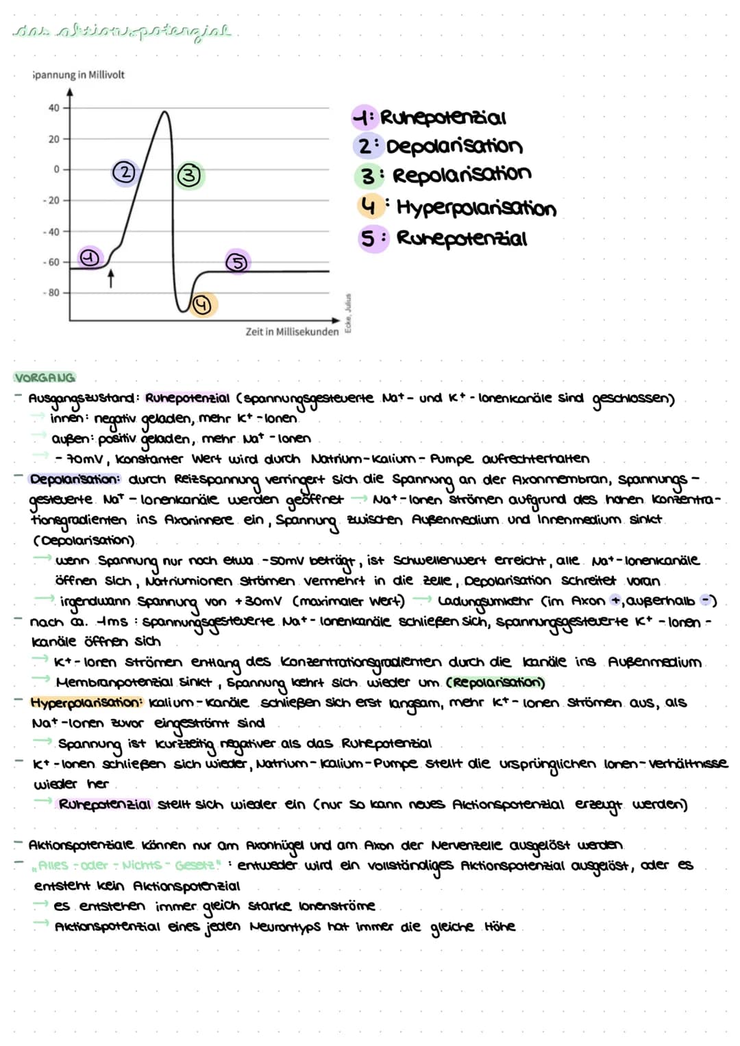 revvergeller und reversysteme
Nervensystem: rasche Informationsverarbeitung, gezielte Fortbewegung
Nervenzellen / Neurone: grundlegende Baue