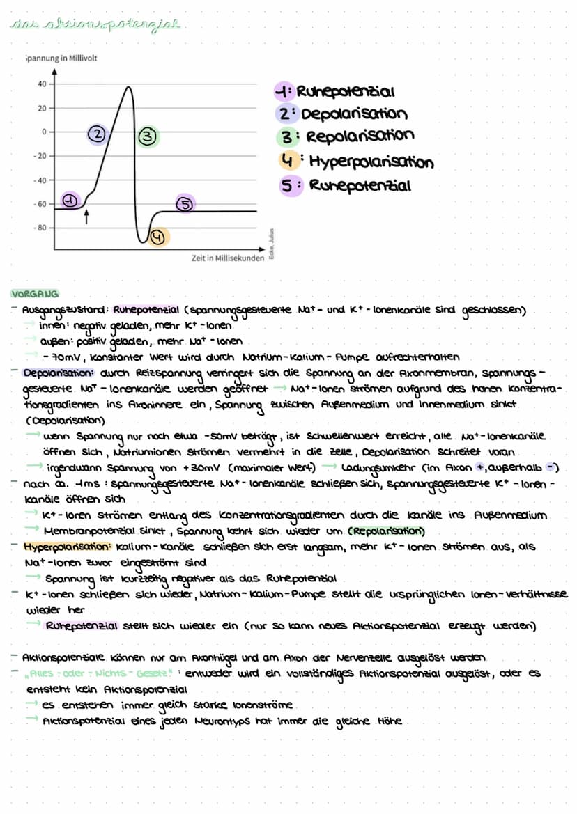 revvergeller und reversysteme
Nervensystem: rasche Informationsverarbeitung, gezielte Fortbewegung
Nervenzellen / Neurone: grundlegende Baue