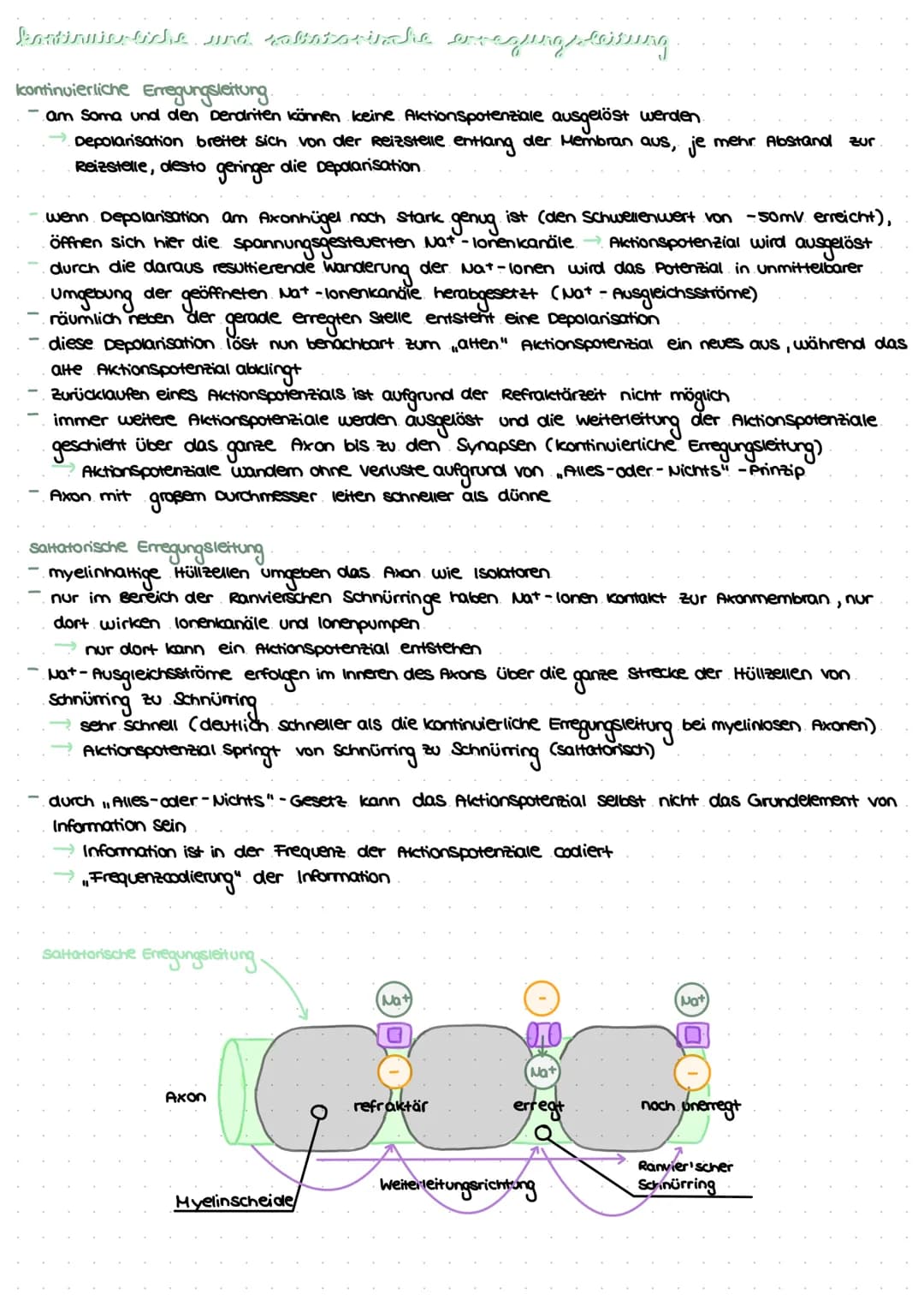 revvergeller und reversysteme
Nervensystem: rasche Informationsverarbeitung, gezielte Fortbewegung
Nervenzellen / Neurone: grundlegende Baue