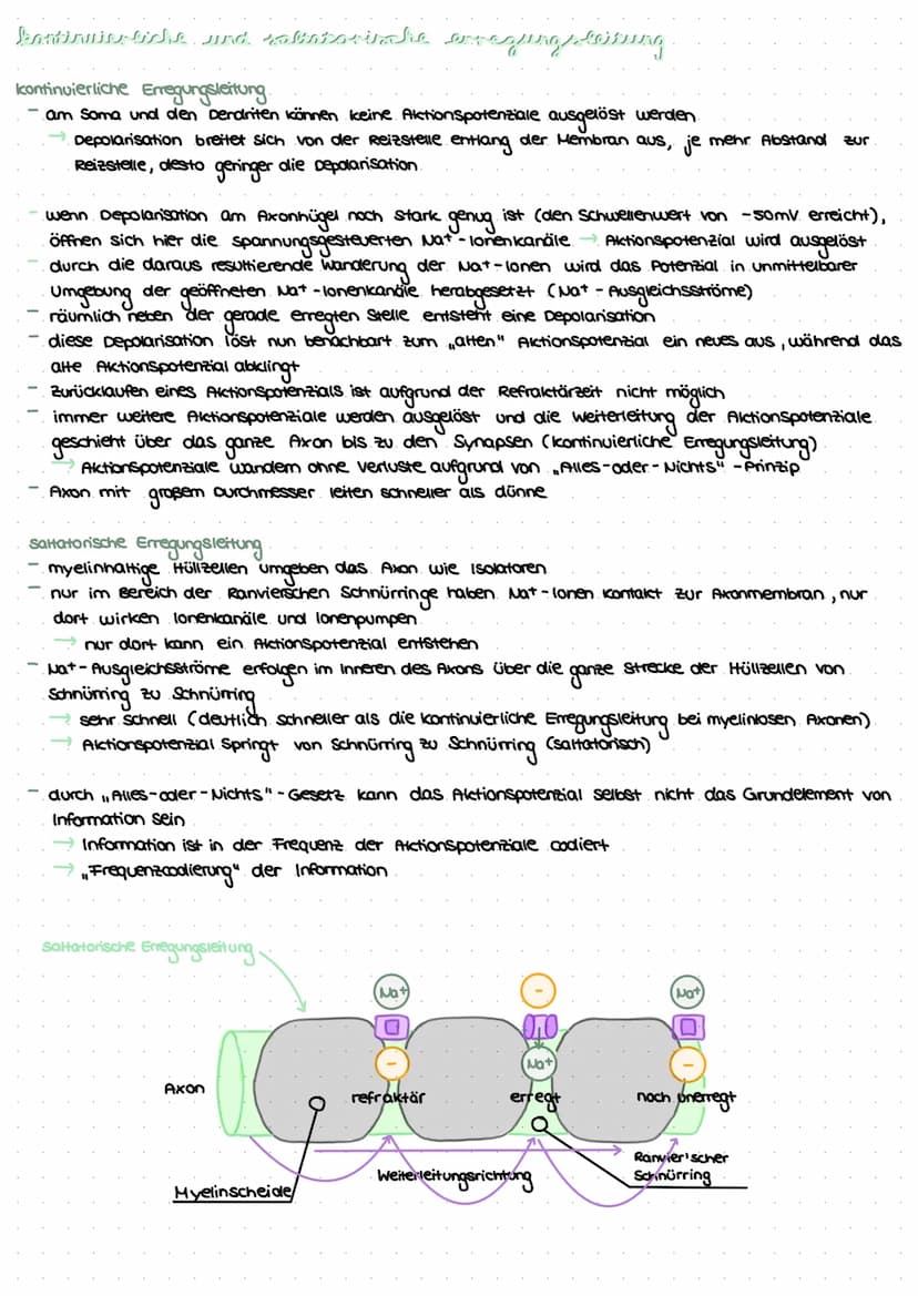 revvergeller und reversysteme
Nervensystem: rasche Informationsverarbeitung, gezielte Fortbewegung
Nervenzellen / Neurone: grundlegende Baue