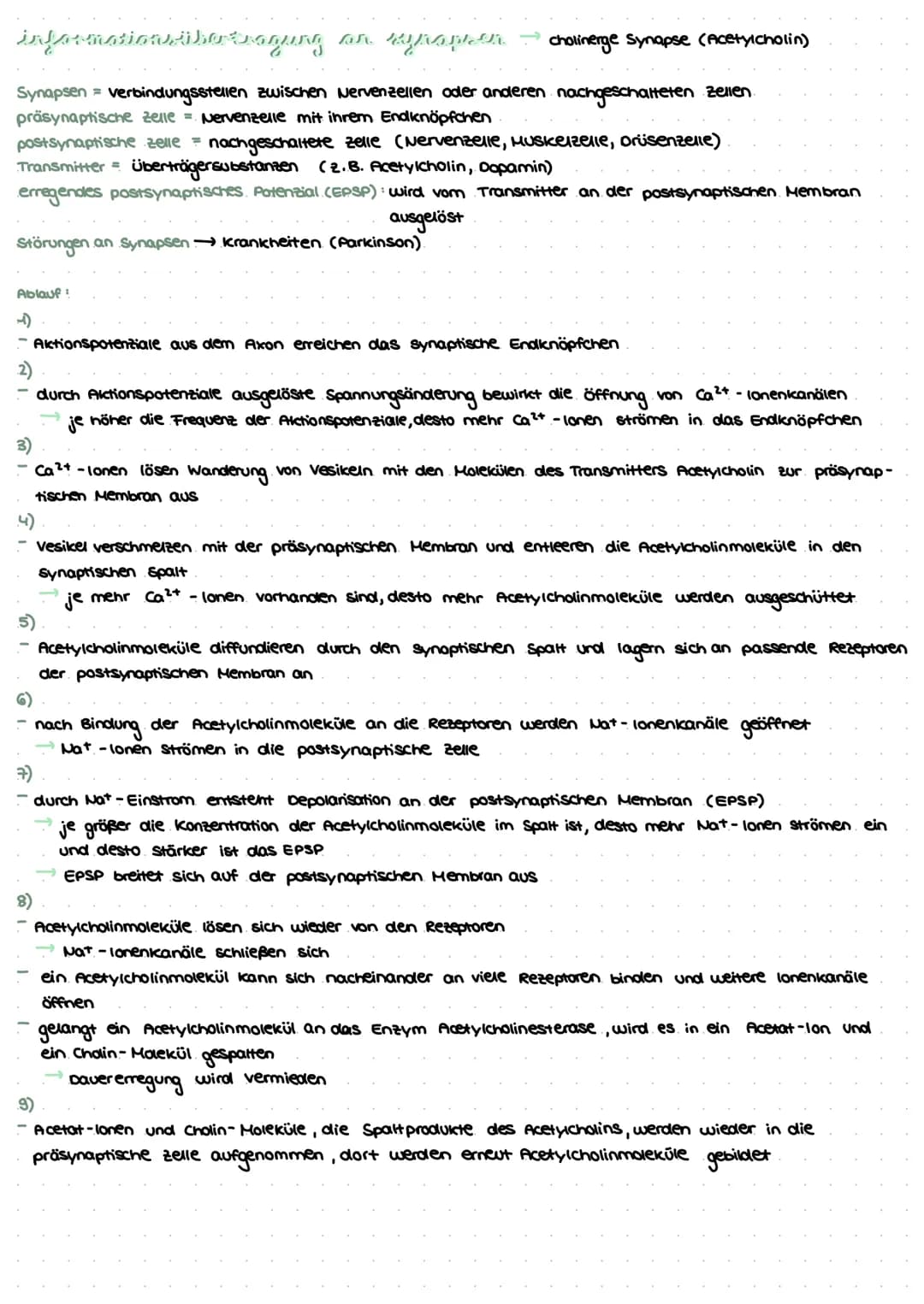 revvergeller und reversysteme
Nervensystem: rasche Informationsverarbeitung, gezielte Fortbewegung
Nervenzellen / Neurone: grundlegende Baue