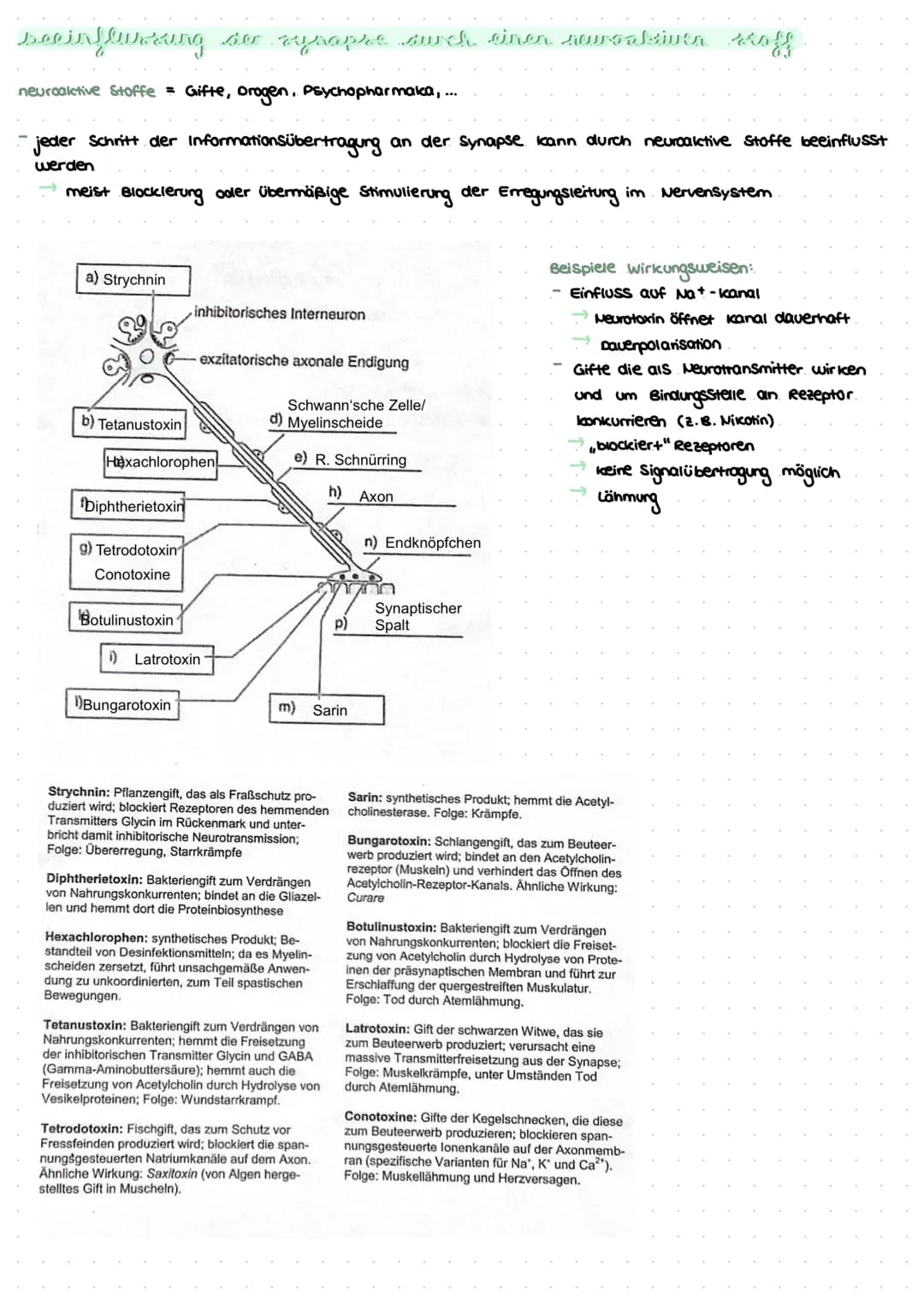 revvergeller und reversysteme
Nervensystem: rasche Informationsverarbeitung, gezielte Fortbewegung
Nervenzellen / Neurone: grundlegende Baue