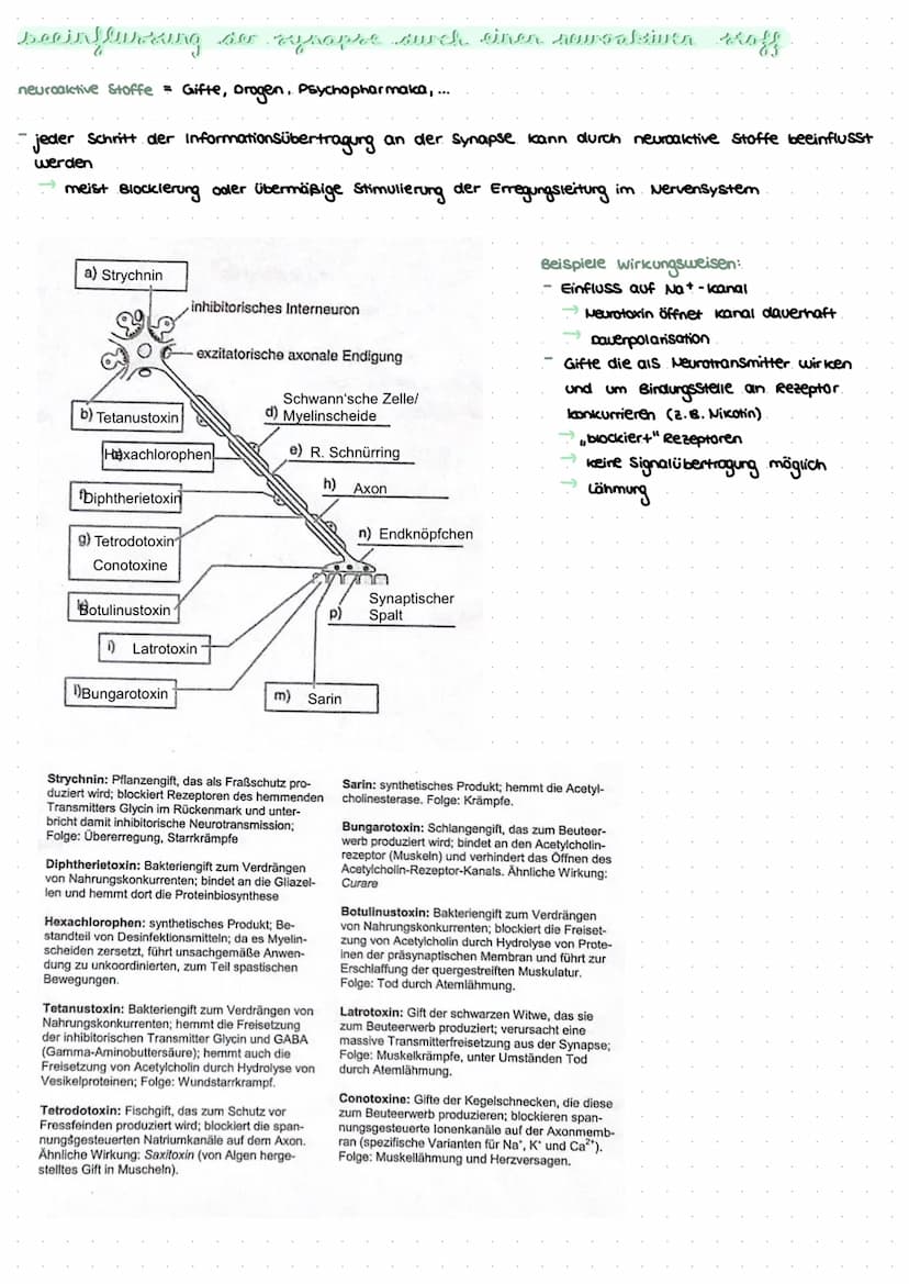revvergeller und reversysteme
Nervensystem: rasche Informationsverarbeitung, gezielte Fortbewegung
Nervenzellen / Neurone: grundlegende Baue