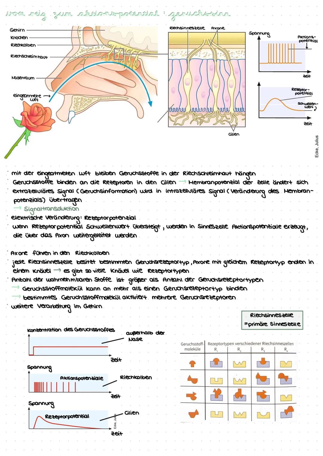 revvergeller und reversysteme
Nervensystem: rasche Informationsverarbeitung, gezielte Fortbewegung
Nervenzellen / Neurone: grundlegende Baue