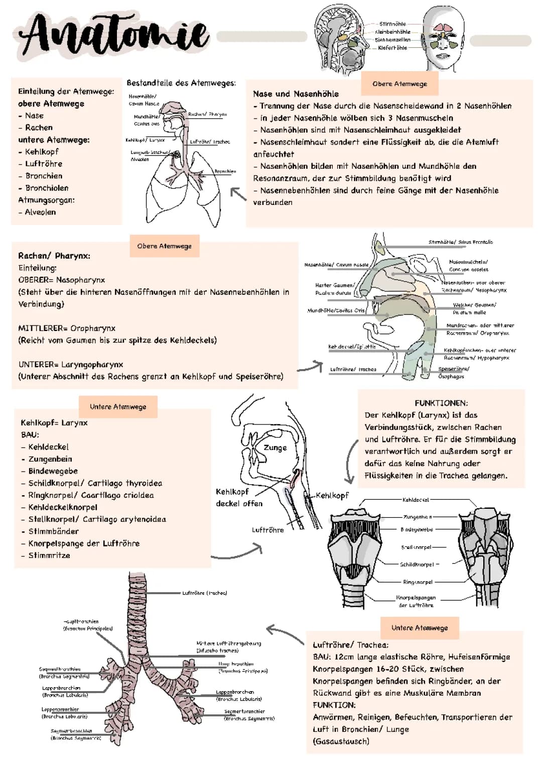 Anatomie Lunge 