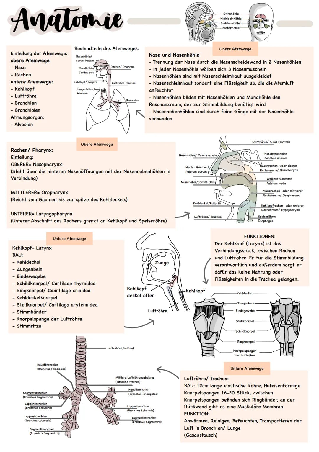 Anatomie
Einteilung der Atemwege:
obere Atemwege
· Nase
Rachen
untere Atemwege:
- Kehlkopf
- Luftröhre
- Bronchien
- Bronchiolen
Atmungsorga