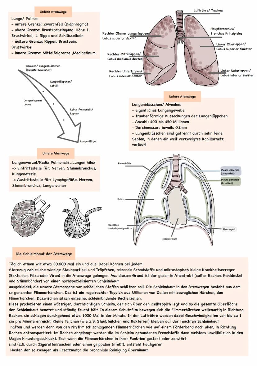 Anatomie
Einteilung der Atemwege:
obere Atemwege
· Nase
Rachen
untere Atemwege:
- Kehlkopf
- Luftröhre
- Bronchien
- Bronchiolen
Atmungsorga