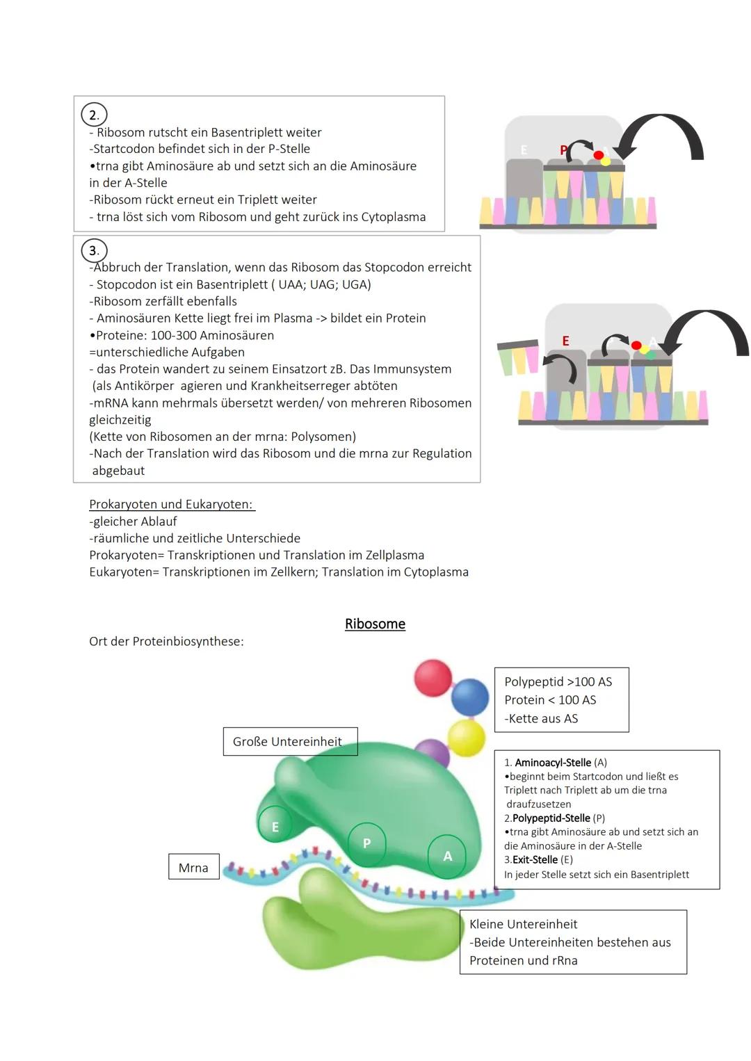 - 2 Abschnitt der Proteinbiosynthese
- mrna in Proteine übersetzt
- DNA wurde durch die Transkription in mrna übersetzt (Kopie der dna)
Tran