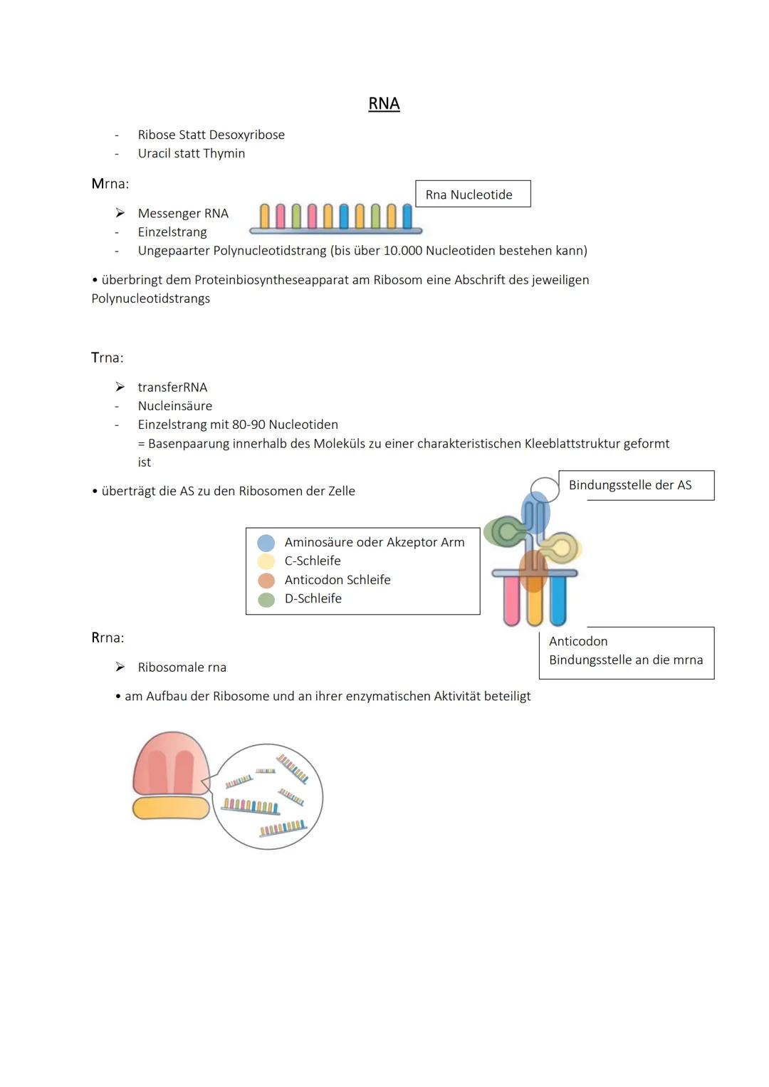 - 2 Abschnitt der Proteinbiosynthese
- mrna in Proteine übersetzt
- DNA wurde durch die Transkription in mrna übersetzt (Kopie der dna)
Tran