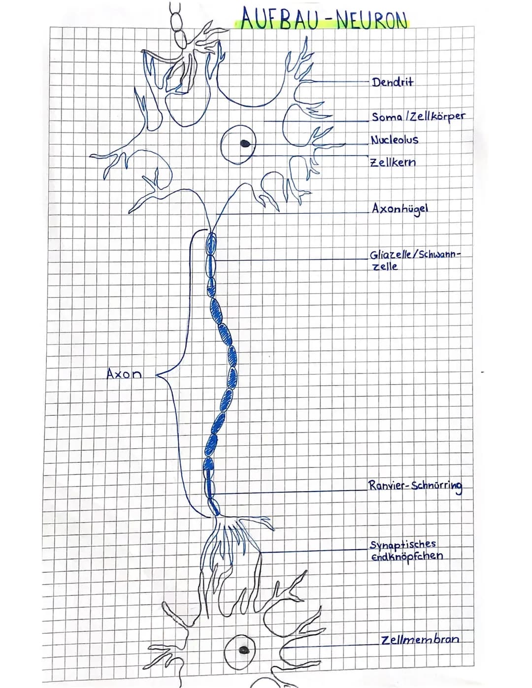 GLOSSAR
Neuronen
Rezeptor
afferent
efferent
Effekter
vegetativ
Sympathikus
Parasympathikus
Synapse
Gliarellen
Schwann Zellen
Dendriten
Axon
