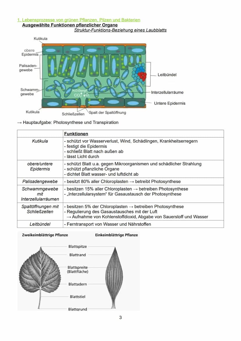 Schwerpunkte der BLF in Biologie 2023
Inhaltsverzeichnis:
1. Lebensprozesse von grünen Pflanzen, Pilzen und Bakterien
- ausgewählte Funktion
