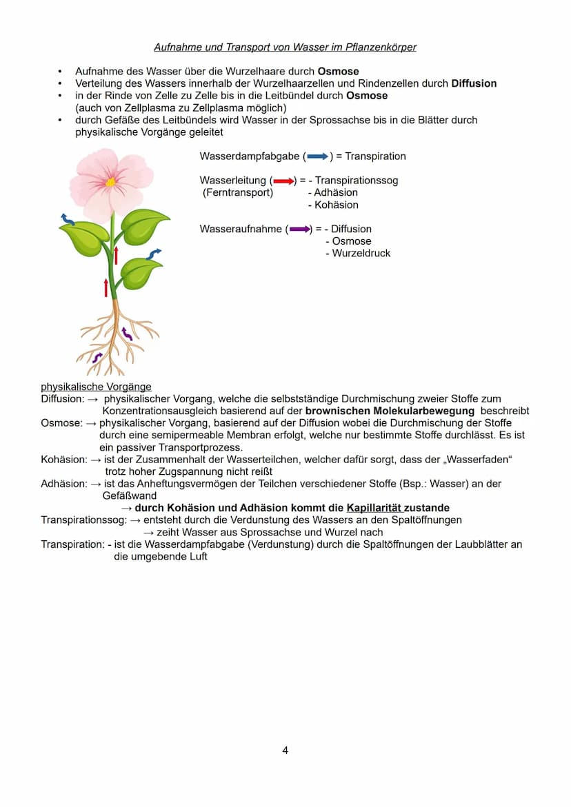 Schwerpunkte der BLF in Biologie 2023
Inhaltsverzeichnis:
1. Lebensprozesse von grünen Pflanzen, Pilzen und Bakterien
- ausgewählte Funktion